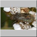 Stictopleurus sp - Glasfluegelwanze 02b 6-7mm OS-Wallenhorst-Sandgrube.jpg